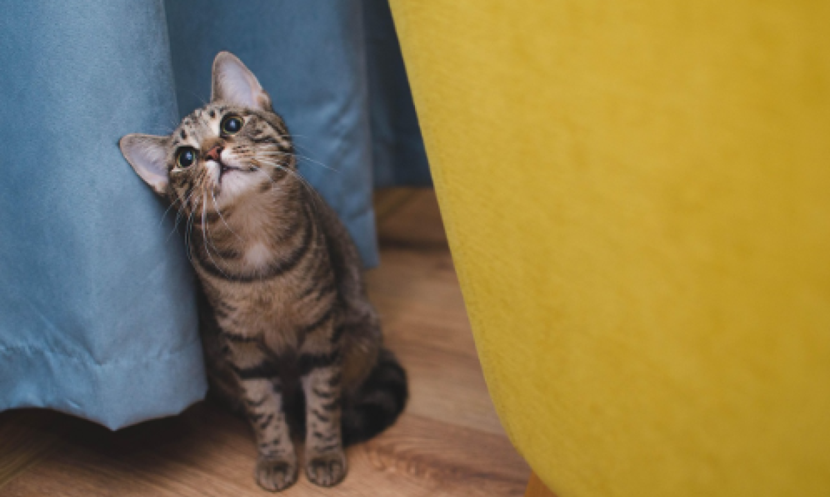 Veterinário online: quando buscar atendimento para o pet
- (crédito: DINO)