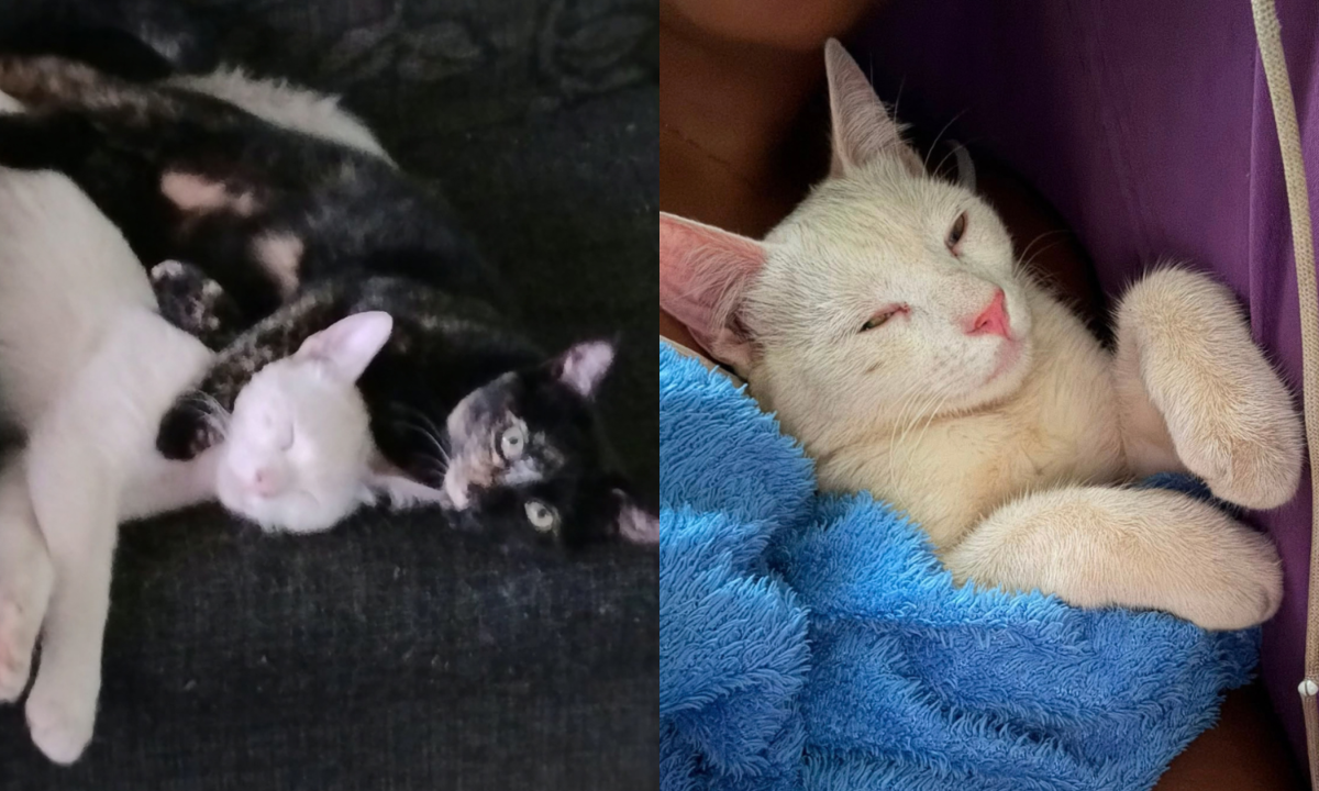 Um gato foi morto e outro foi ferido por tiros de chumbinho em Venda Nova nesta sexta-feira (9/10) - (crédito: Reprodução/ Lucia Lima, tutora dos gatos)