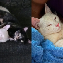 Gato é morto e outro é ferido por tiros de chumbinho em Venda Nova - Reprodução/ Lucia Lima, tutora dos gatos