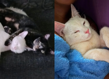Um gato foi morto e outro foi ferido por tiros de chumbinho em Venda Nova nesta sexta-feira (9/10) -  (crédito: Reprodução/ Lucia Lima, tutora dos gatos)