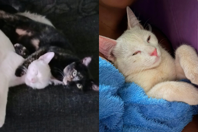 Um gato foi morto e outro foi ferido por tiros de chumbinho em Venda Nova nesta sexta-feira (9/10) -  (crédito: Reprodução/ Lucia Lima, tutora dos gatos)