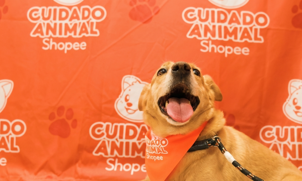 Shopee e Ampara Animal fazem mutirões gratuitos de saúde pet - (crédito: DINO)