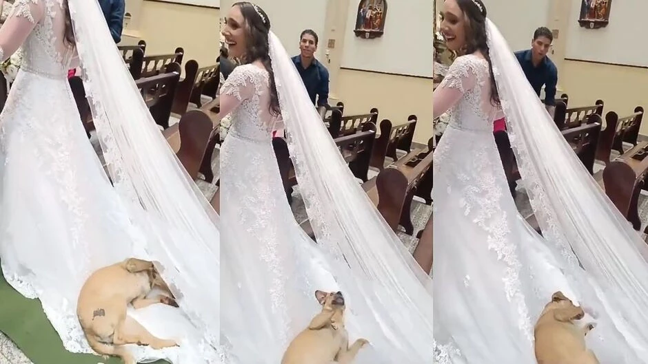 Cachorro caramelo rouba a cena em casamento ao brincar com vestido da noiva