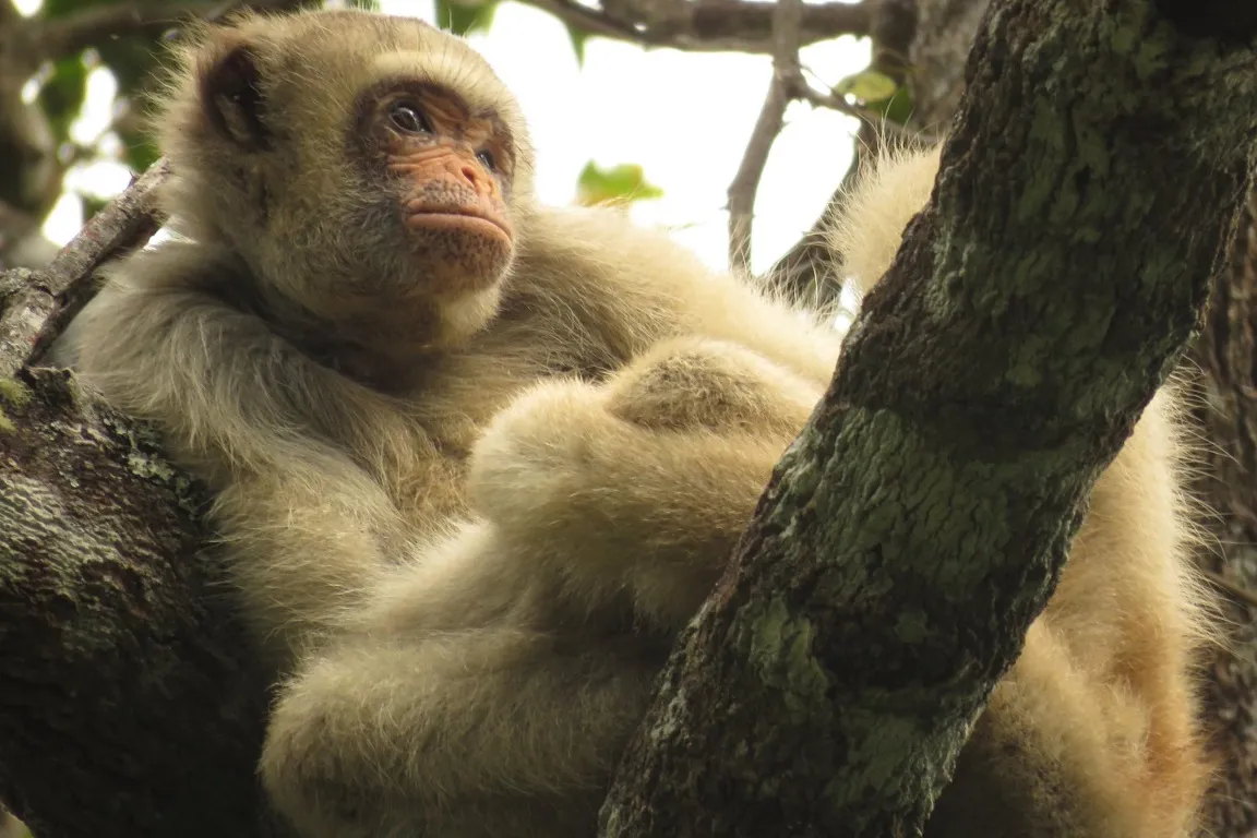 Os muriquis são conhecidos por seu comportamento sociável, frequentemente chamados de "povo manso da floresta", em Tupi -  (crédito: Reprodução/ Theo Anderson)