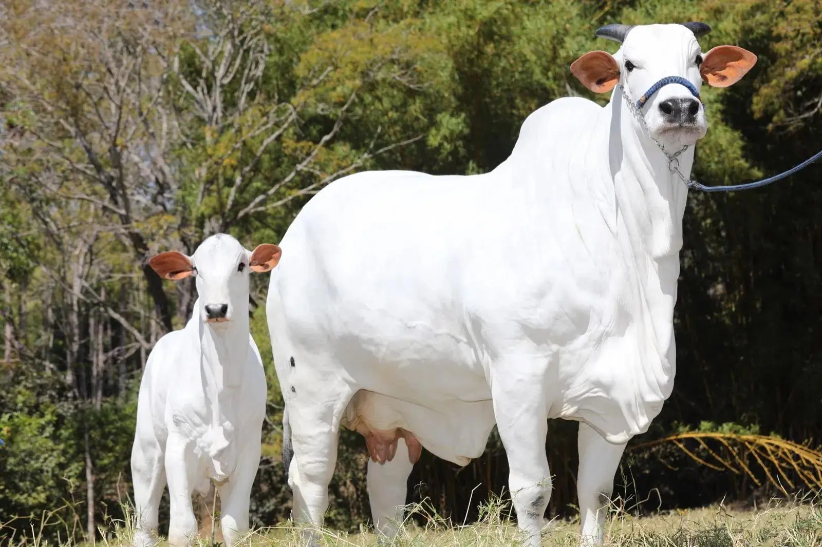 Vaca mais cara do mundo -  (crédito: Casa Branca Agropastoril/Reprodução)