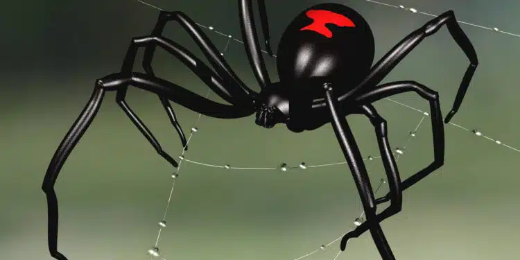 Mulher injeta veneno de aranha viúva-negra em si mesma; saiba o motivo