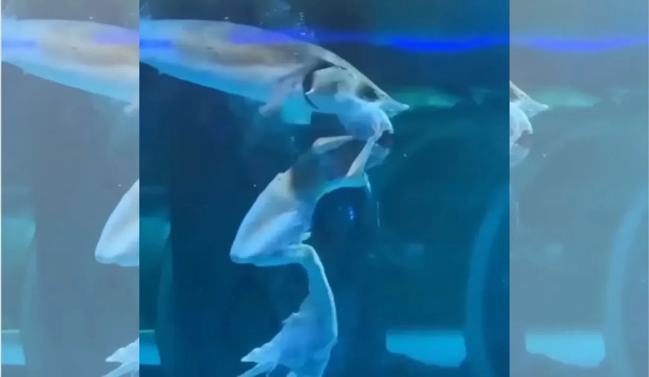 'Sereia' tem cabeça mordida por peixe durante apresentação; veja vídeo - Reprodução/Redes Sociais