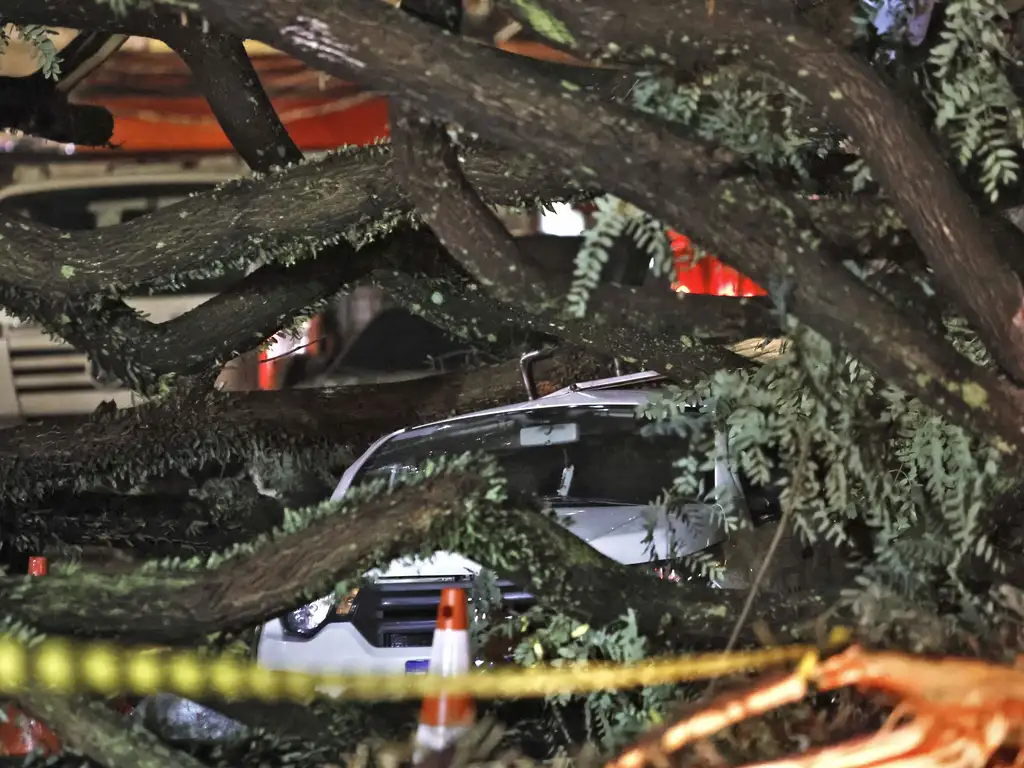 Chuva derruba árvore de mais de 200 anos em São Paulo - Paulo Pinto/Agencia Brasil