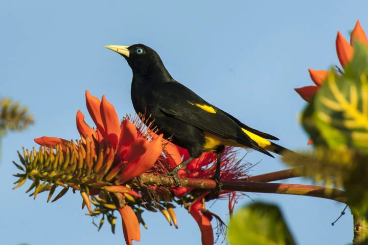 Nativo da Floresta Amazônica, um pássaro curioso conhecido como xexéu (Cacicus cela) chama a atenção por conta das habilidades diversas que tem. -  (crédito: flickr - Francesco Veronesi)