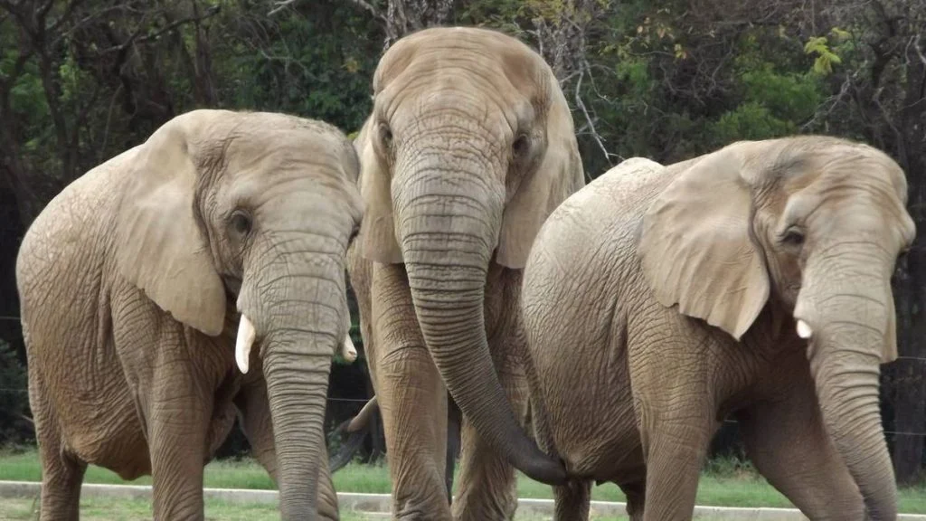 Conheça os 10 animais mais velhos do Zoo de BH - Divulgação/Suziane Brugnara