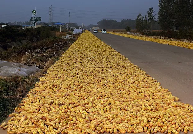 MILHO - Nativo da América Central, foi cultivado pelos maias e astecas. Hoje, é amplamente cultivado nos EUA, China e Brasil, onde serve de base para diversos produtos, de alimentos a biocombustíveis.