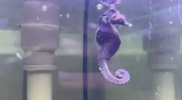 Pra quem não viu: Cavalo-marinho raro é ‘pescado’ por engano no Rio de Janeiro - Reprodução/TV Globo