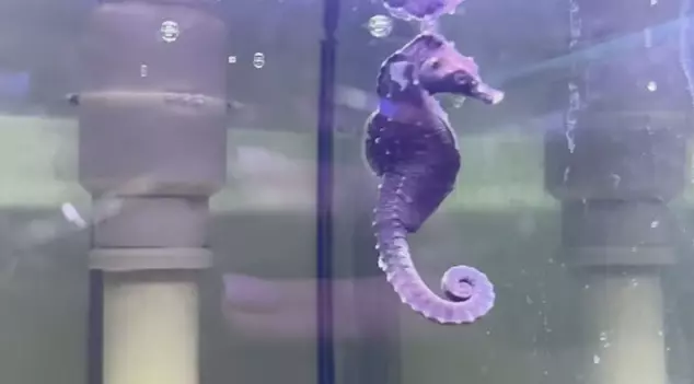 Uma espécie rara de cavalo marinho foi encontrada recentemente na Baía de Guanabara, no Rio de Janeiro. O animal foi capturado por engano por um grupo de pescadores, que deu o alerta. O FLIPAR mostrou e republica para quem não viu  -  (crédito: Reprodução/TV Globo)