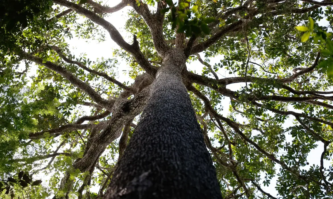 PL 2159, já provado no Senado, derruba várias regras para facilitar o licenciamento ambiental no País. -  (crédito: Fernando Frazão/Agência Brasil)