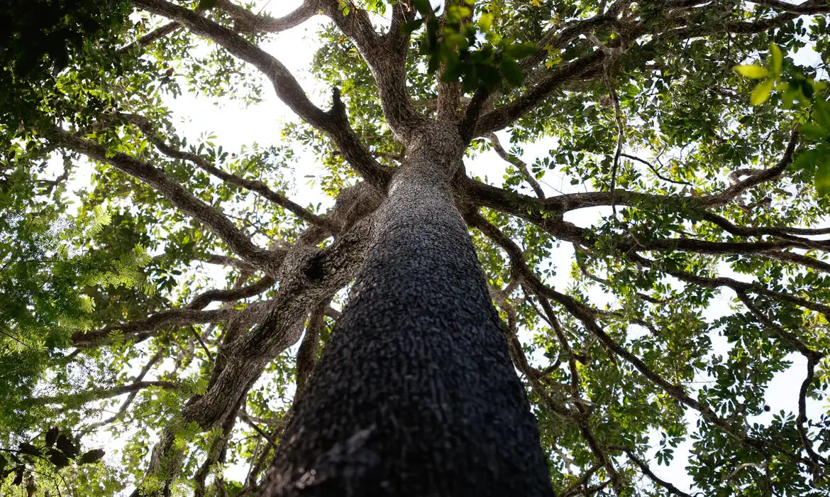 PL 2159, já provado no Senado, derruba várias regras para facilitar o licenciamento ambiental no País. -  (crédito: Fernando Frazão/Agência Brasil)