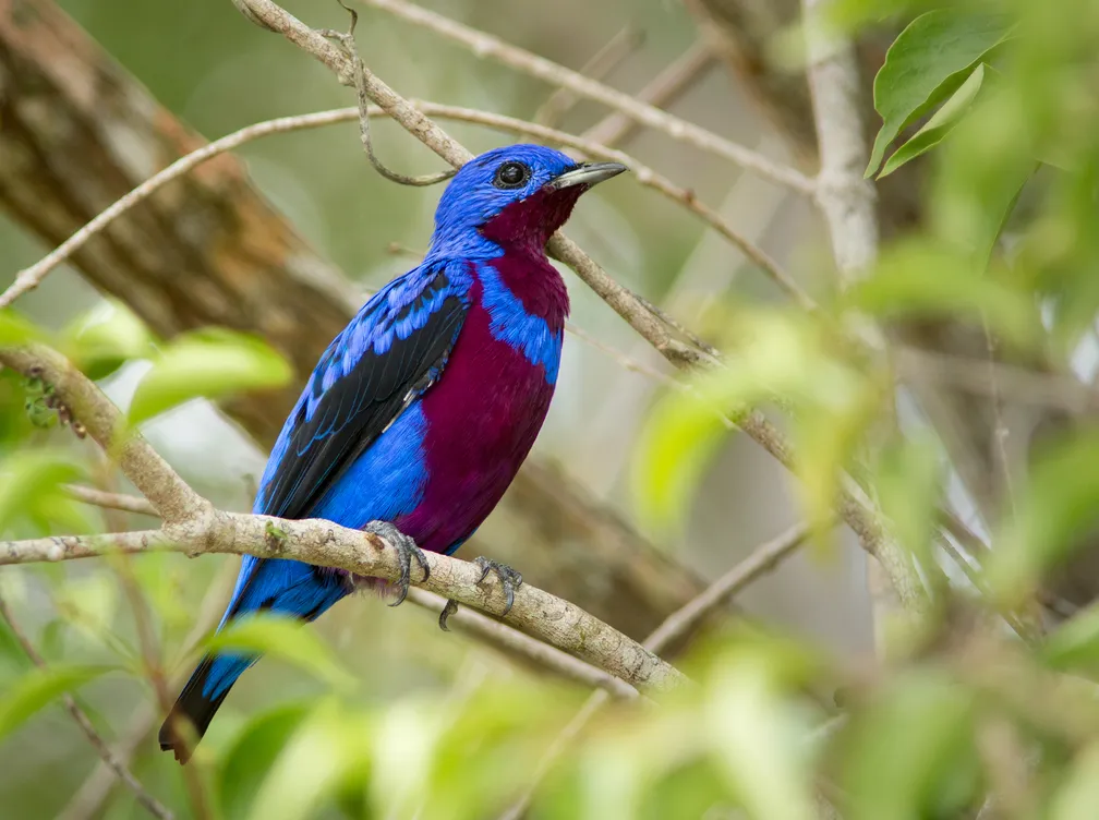 Um dos mais belos pássaros brasileiros, o crejoá é encontrado na Mata Atlântica 