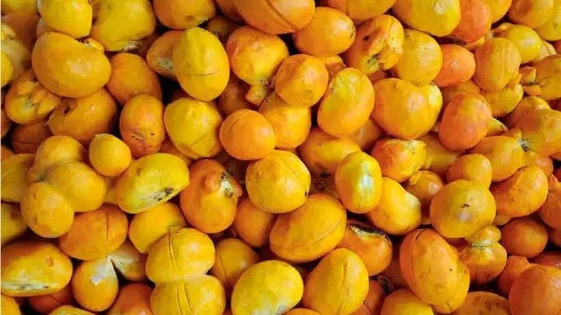 Conhe&ccedil;a novas vers&otilde;es do pequi -  (crédito: Leandro Couri/EM/D.A Press)