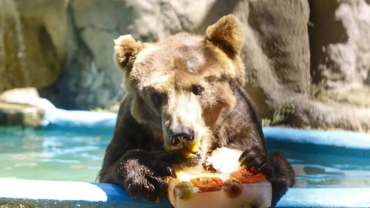 Confira histórias de animais que viraram símbolos em zoológicos no Brasil