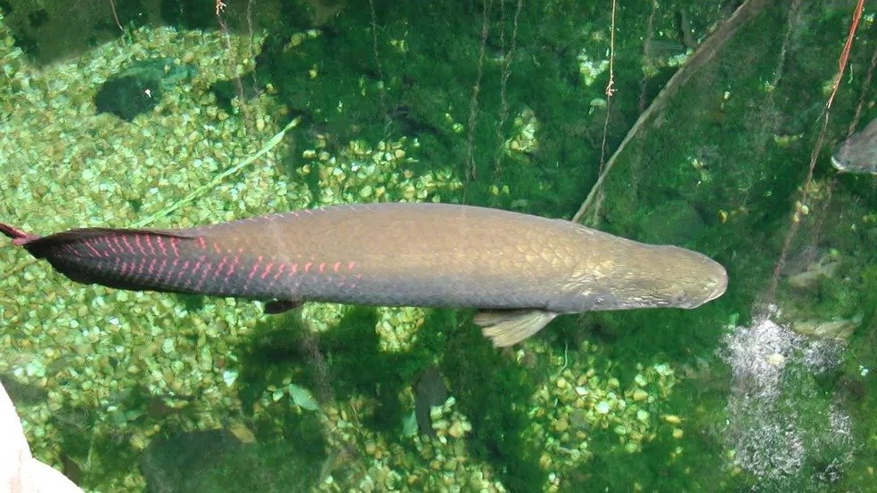 Os maiores peixes de água doce do Brasil; veja lista surpreendente - Vida de bicho- Globo