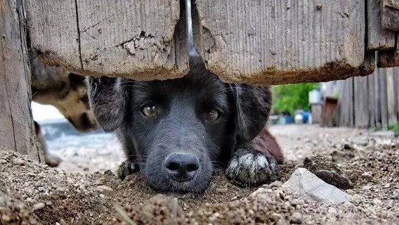 Lei de maus-tratos a animais: o que diz a legislação e qual a punição