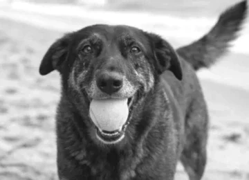 Atacado na Praia Brava, em Santa Catarina, em 4 de janeiro, o c&atilde;o comunit&aacute;rio Orelha teve que ser submetido a eutan&aacute;sia devido &agrave; gravidade dos ferimentos -  (crédito: Reprodu&ccedil;&atilde;o/Redes Sociais)