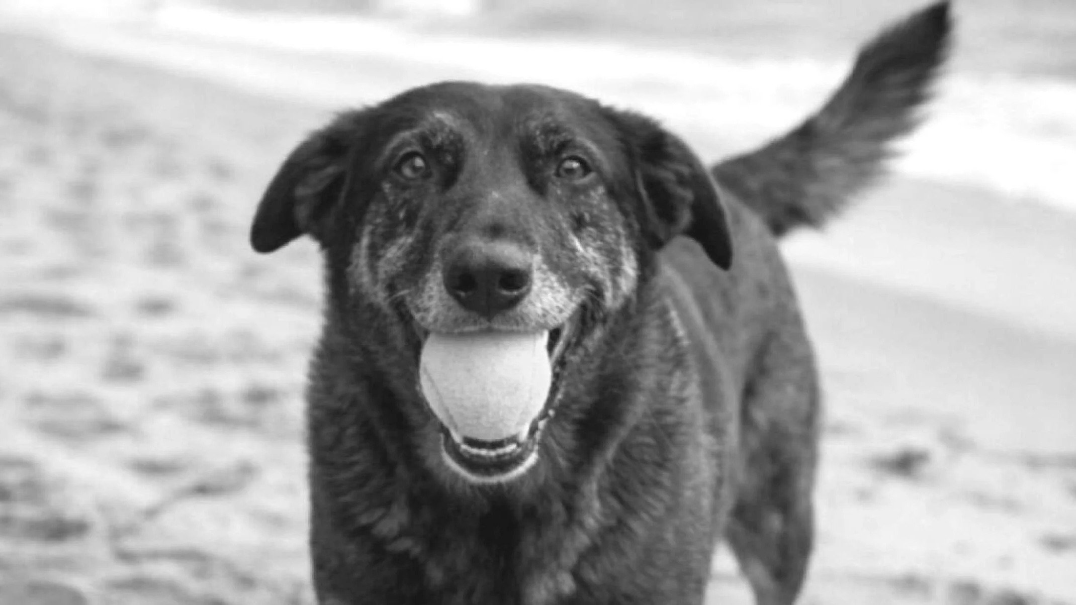 Caso Orelha: qual punição os jovens podem receber por crime contra animal?  - Reprodu&ccedil;&atilde;o / Redes Sociais