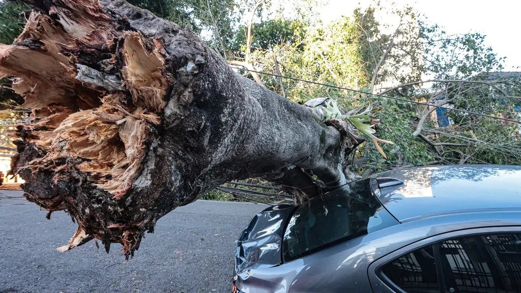 Queda de árvore atingiu meu carro, quem paga o prejuízo? Saiba tudo - Paulo Pinto/ Ag&ecirc;ncia Brasil