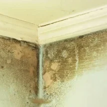 Como evitar que o mofo apareça em seus armários? - Freepik