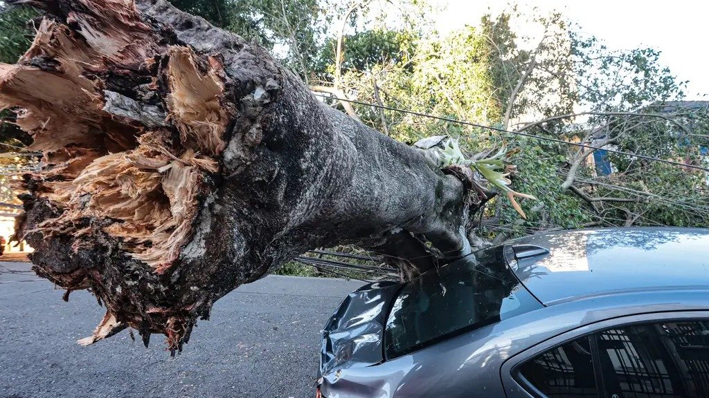 Risco de queda de árvore em BH: saiba como pedir a poda à prefeitura - Paulo Pinto/Ag&ecirc;ncia Brasil
