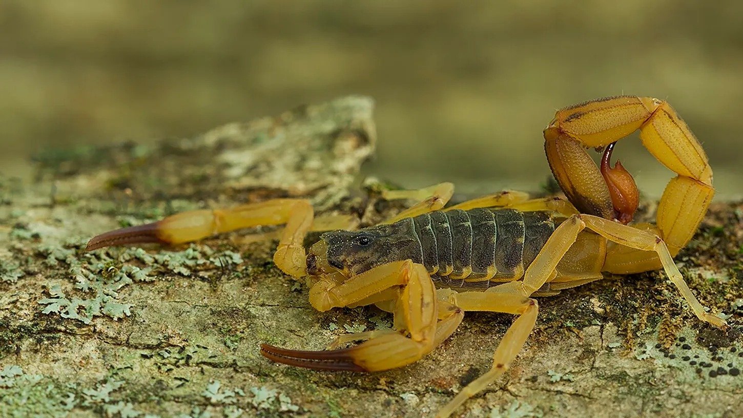 Infestação de escorpiões cresce no Brasil em 2025: veja os estados com mais casos - Jos&eacute; Roberto Peruca, CC BY 2.0/ National Geographic Brasil