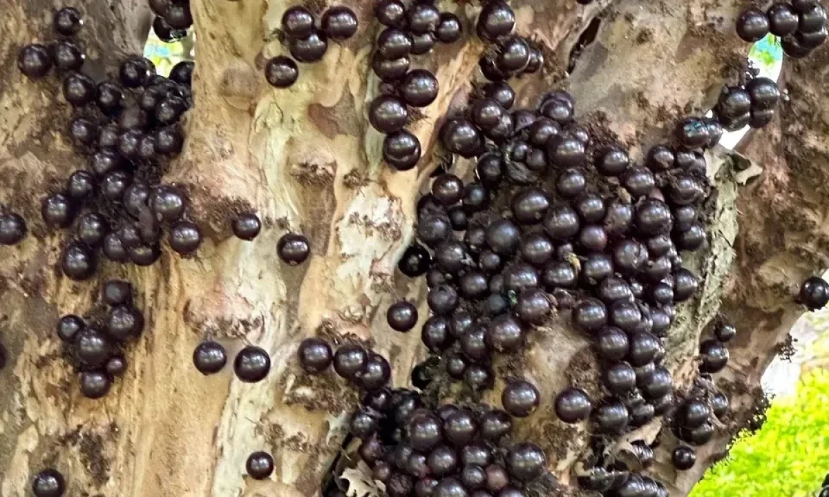 Três frutas brasileiras estão no ranking das melhores do mundo; veja lista - Fabio Rodrigues-Pozzebom/ Ag&ecirc;ncia Brasil