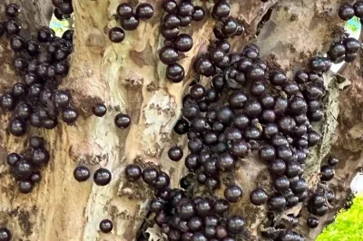 A jabuticaba, fruta brasileira que se destaca no ranking mundial do TasteAtlas, com seu crescimento peculiar diretamente no tronco da &aacute;rvore. -  (crédito: Fabio Rodrigues-Pozzebom/ Ag&ecirc;ncia Brasil)