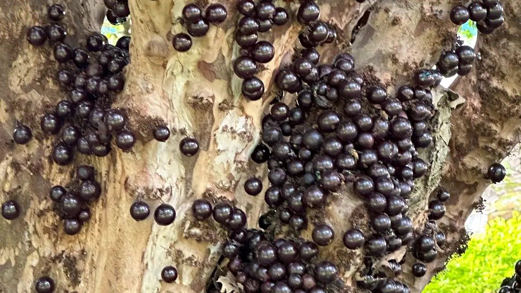 A jabuticaba, fruta brasileira que se destaca no ranking mundial do TasteAtlas, com seu crescimento peculiar diretamente no tronco da &aacute;rvore. -  (crédito: Fabio Rodrigues-Pozzebom/ Ag&ecirc;ncia Brasil)
