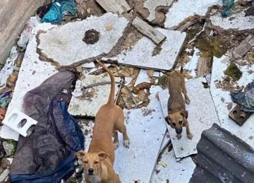 Animais estavam sem &aacute;gua, cercados por lixo e fezes em im&oacute;vel no Bairro S&atilde;o Judas Tadeu -  (crédito: Divulga&ccedil;&atilde;o/PMMG)