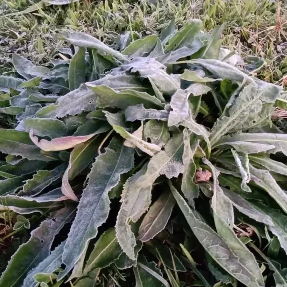 Inmet emite alerta de frio para várias cidades de Minas nesta quarta; veja