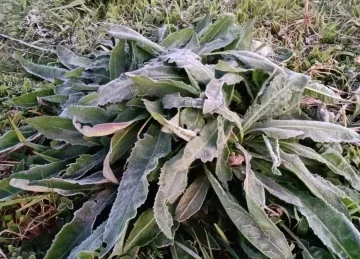 Onda de frio atingir&aacute; munic&iacute;pios do Sul de Minas -  (crédito: Reprodu&ccedil;&atilde;o/Redes Sociais )