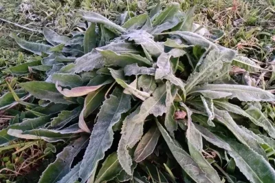 Uma massa de ar frio e seco que começou a avançar sobre Minas após a passagem de uma frente fria pelo litoral -  (crédito: Reprodução/Redes Sociais )