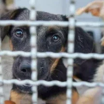 Nova lei em BH fará agressores de animais pagarem despesas veterinárias -  Imagem ilustrativa - Fernando Gonçalves/Arquivo pessoal