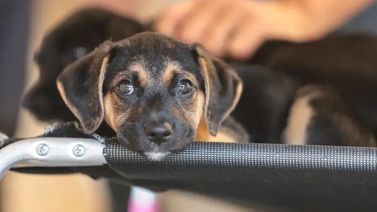 Planejamento e responsabilidade s&atilde;o essenciais para quem busca a ado&ccedil;&atilde;o consciente de um c&atilde;o ou gato -  (crédito: Paulo Pinto/Ag&ecirc;ncia Brasil)