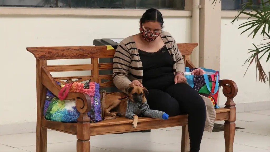 O bem-estar dos animais de estima&ccedil;&atilde;o depende da aten&ccedil;&atilde;o e dos cuidados constantes de seus tutores -  (crédito: Rovena Rosa/Ag&ecirc;ncia Brasil)