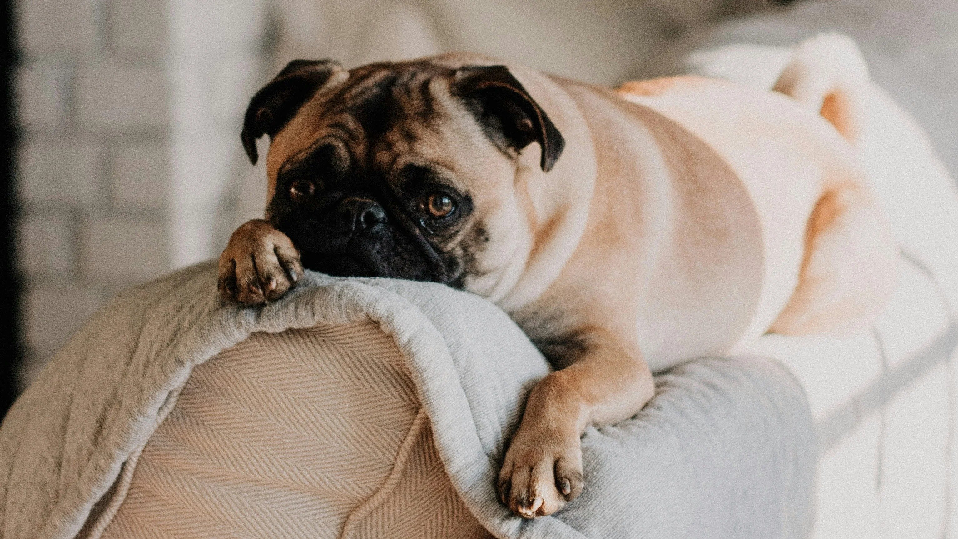 A linguagem corporal de um c&atilde;o pode revelar muito sobre sua sa&uacute;de mental e potenciais sinais de estresse -  (crédito: Unsplash/ sarandy westfall)