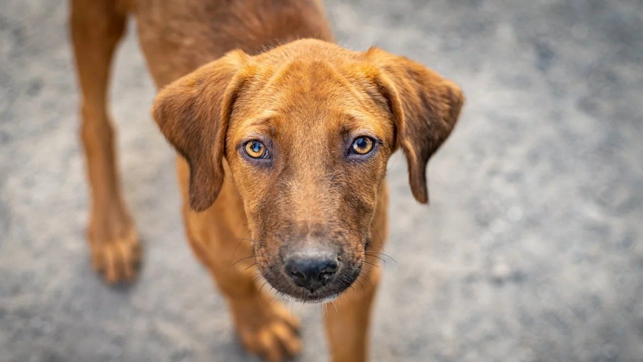 A vulnerabilidade de animais como o c&atilde;o da imagem ressalta a import&acirc;ncia de denunciar maus-tratos e garantir o bem-estar animal, tema da mat&eacute;ria -  (crédito: Anipixels/ Pexels)