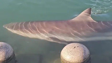O tubar&atilde;o-bronze &ldquo;Bukangi&rdquo; de 3,5 metros atraiu milhares de visitantes e mobilizou autoridades no porto de Busan ap&oacute;s ficar preso em um canal estreito -  (crédito: Reprodu&ccedil;&atilde;o/@171_SSEOL)