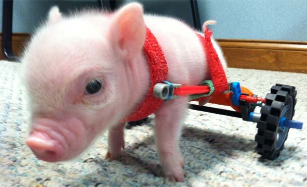 Porquinho ganha cadeira de rodas e vira sucesso na internet - Reprodução Internet / www.facebook.com/CPBaconWheels