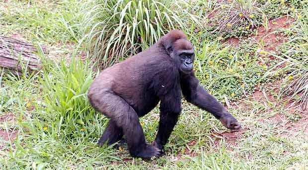 Morre Kifta, gorila trazida da Inglaterra para fazer companhia a Idi Amin - Maria Tereza Correia/EM/D.A.Press
