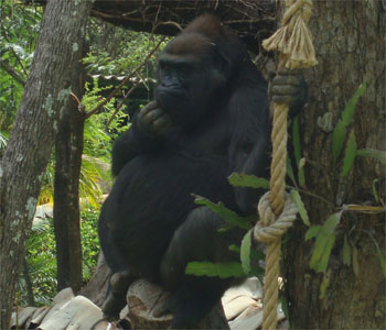 Morte da gorila Kifta provoca questionamentos sobre as condições do Zoológico de BH - Divulgacao/Fundação Zoo-Botânica 