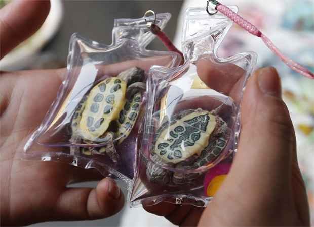 Fotógrafo flagra comércio de amuletos feitos com animais vivos na China - REUTERS/Kim Kyung-Hoon