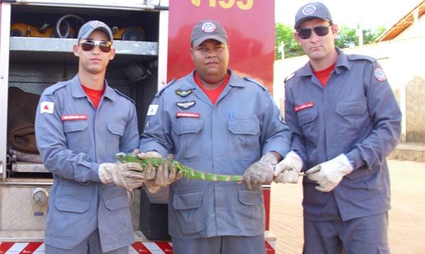 Bombeiros capturam iguana em telhado de casa em Januária, no Norte de Minas - Divulgação Corpo de Bombeiros de Januária