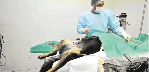 Baleada, cadela espanta ladrão em Belo Horizonte - Jair Amaral/EM/D.A Press