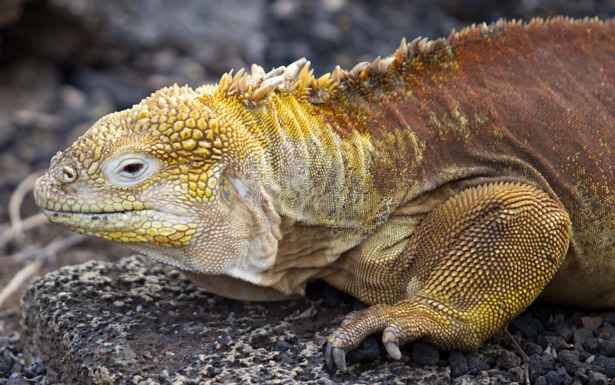 Mapeamento do Google vai ajudar a preservar Galápagos  - DANIEL MIHAILESCU/AFP